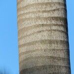 Roystonea regia Casca