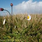 Bellis pappulosa Habit