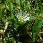 Cerastium holosteoides Flower