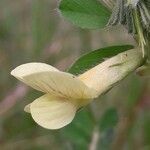 Vicia hybrida Blomst