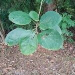 Cordia dichotoma Hoja