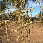 Parkinsonia florida List