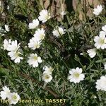 Cerastium gibraltaricum Hábito