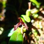 Bulbophyllum ngoyense Flower