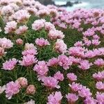 Armeria maritima Blüte