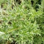 Cirsium spinosissimum Leaf