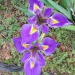 Iris virginica Květ