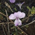 Barleria argentea Flor