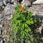 Euphorbia heterophylla Celota