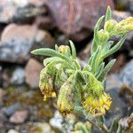 Culcitium rufescens Blomma