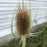 Dipsacus fullonumFlower