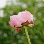 Paeonia lactiflora Flor