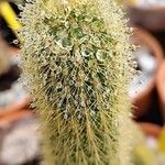 Pilosocereus chrysostele Corteza