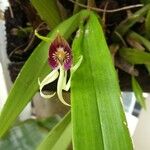 Prosthechea cochleata Çiçek