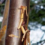Acer griseum Rinde