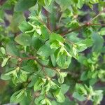 Euphorbia peplus പുഷ്പം