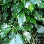 Hedera colchicaLeaf