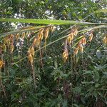 Themeda arundinacea Natur