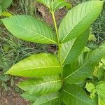 Holarrhena pubescens Leaf