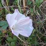 Calystegia macrostegia Õis