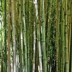 Phyllostachys bambusoides Bark