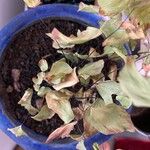 Adiantum peruvianum Leaf