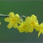 Jasminum nudiflorum 花
