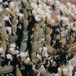 Mesembryanthemum nucifer Flor