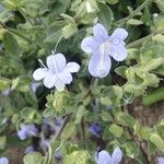 Barleria volkensii Habit