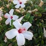 Hibiscus genevii Flower