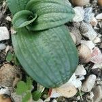 Spiranthes spiralis Celota