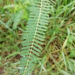 Sesbania bispinosa Hoja
