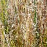 Schizachyrium microstachyum Fruit