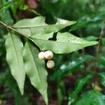 Calyptranthes hylobates Fruit