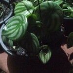 Peperomia argyreia Лист