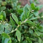 Polygonum arenastrum Leaf