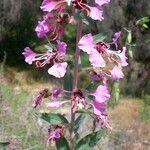 Clarkia rhomboidea Blüte