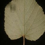 Vitis tiliifolia Plod