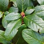 Rhododendron sanguineum Arall