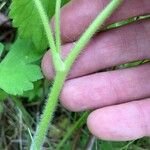 Ranunculus recurvatus Leaf