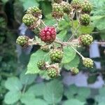 Rubus armeniacus Kukka