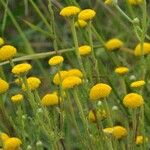 Anacyclus valentinus Maua