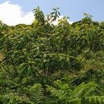 Frangula azorica Likasa
