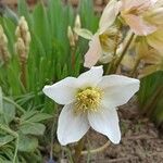 Helleborus nigerFlower