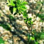 Ribes alpinum Leaf