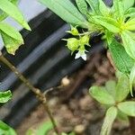 Oldenlandia corymbosa Φρούτο