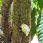 Theobroma cacao Fruto