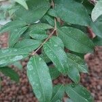 Plinia cauliflora Hoja