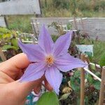 Clematis viticellaЦветок