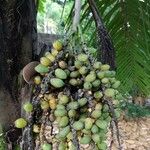 Syagrus comosa Fruto